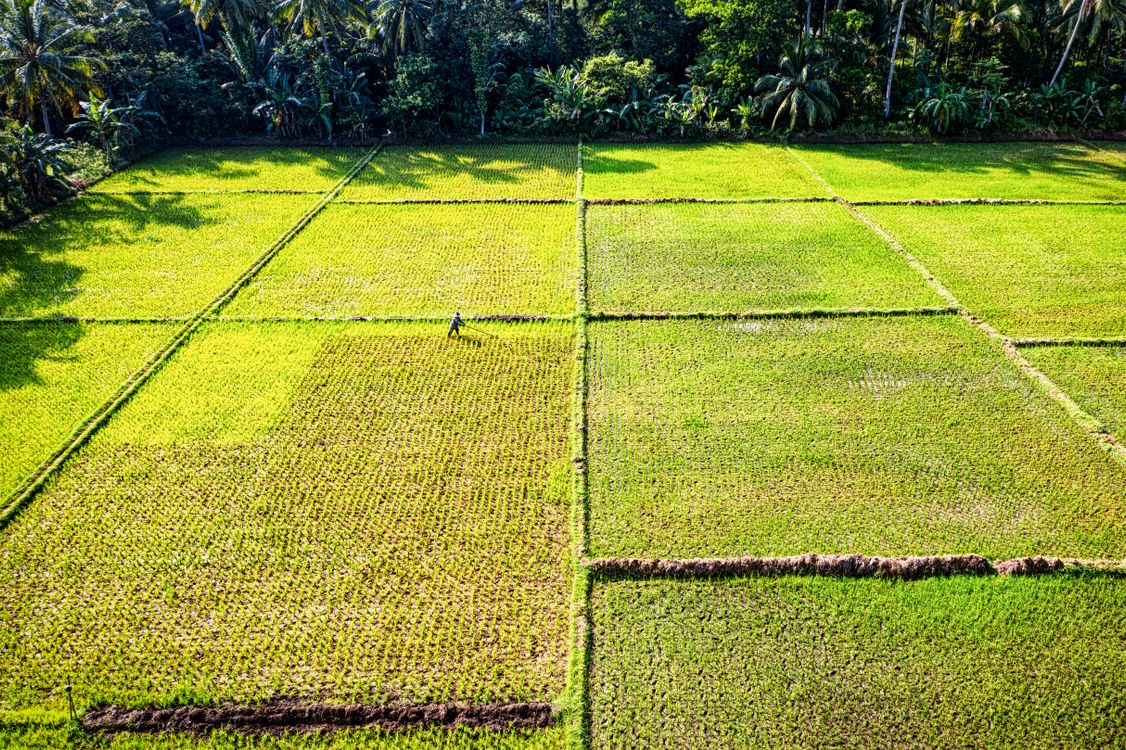 Lush green rice terraces in Bali during the wet season, when the landscape is at its most vibrant