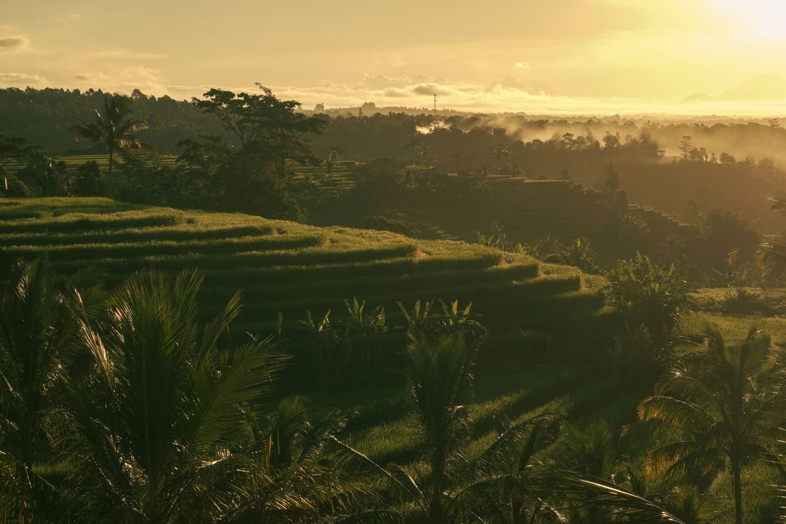 Bali rice terraces bathed in golden sunrise light