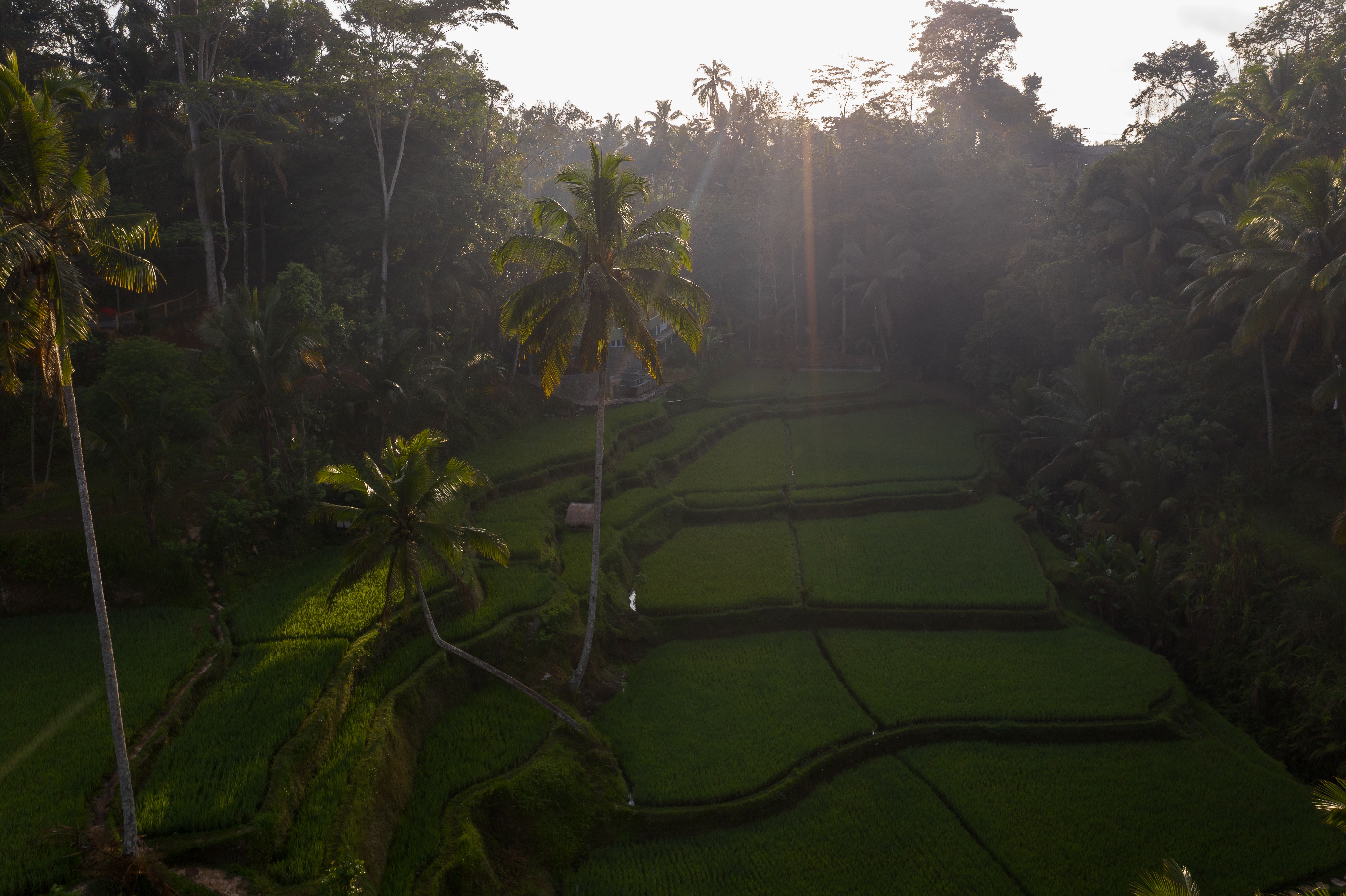 Aerial view of lush green rice terraces in Bali, the landscape that surrounds Canggu's rapidly developing streets