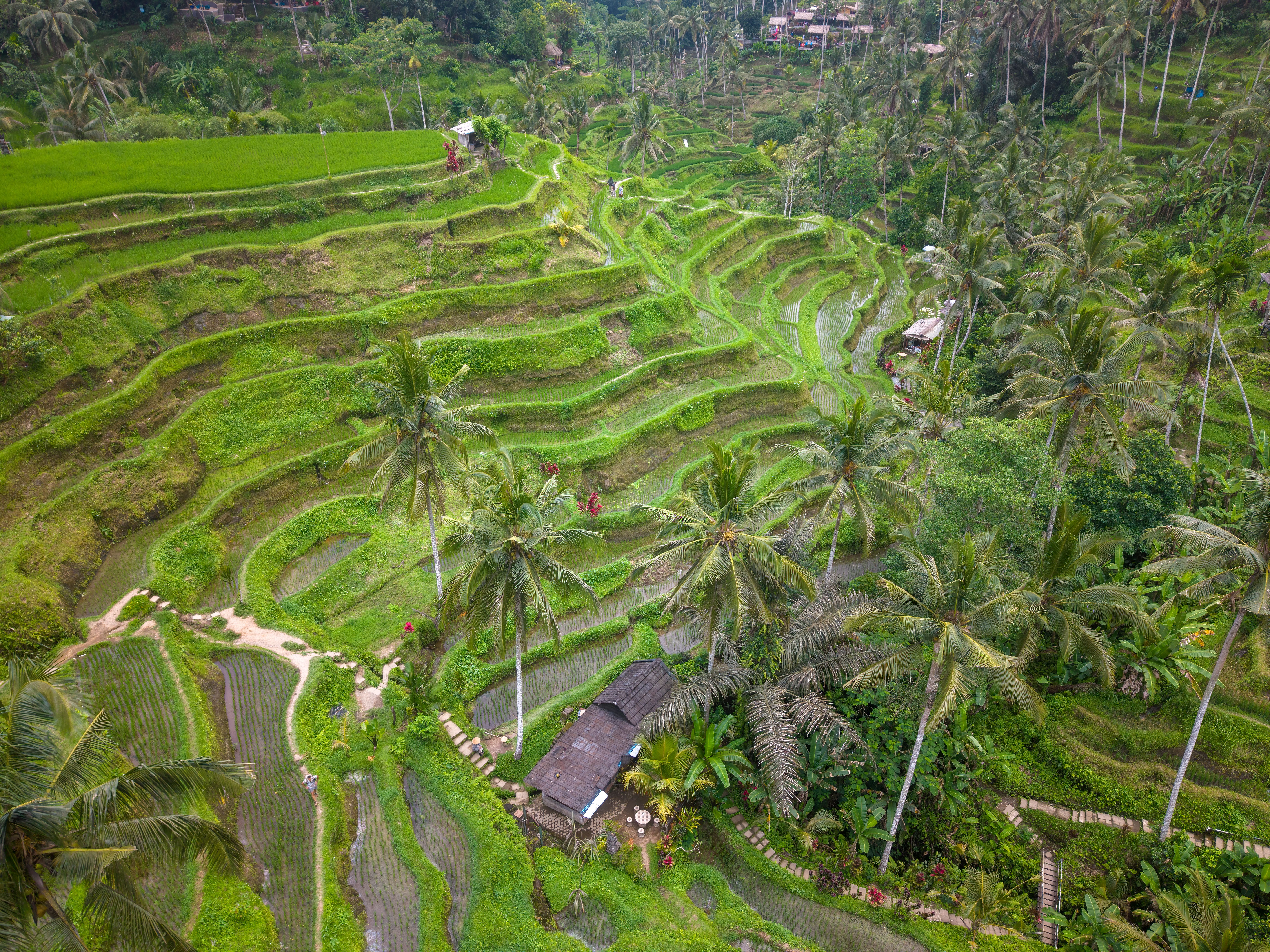 Lush green rice terraces in Bali countryside